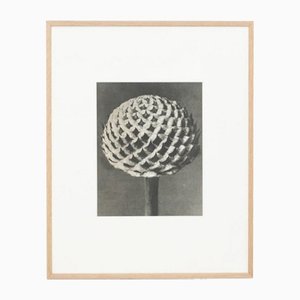 Karl Blossfeldt, Flower, Black & White Photogravure, 1942, Framed