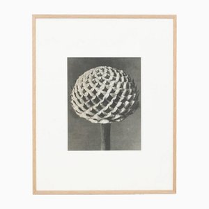 Photogravure Karl Blossfeldt, Fleur, Noir & Blanc, 1942, Encadrée