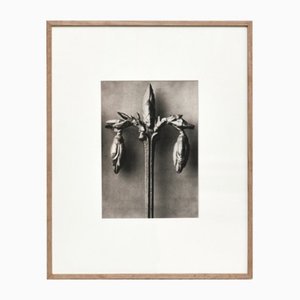 Photogravure Karl Blossfeldt, Fleur, Noir & Blanc, 1942, Encadrée