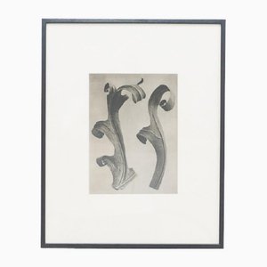 Fotograbado en blanco y negro de Karl Blossfeldt, 1942, enmarcado