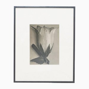 Karl Blossfeldt, Fiore, bianco e nero, 1942, Incorniciato