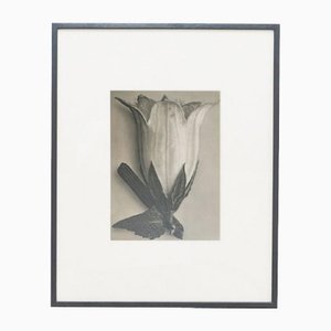 Karl Blossfeldt, Flower, Black & White Photogravure, 1942, Gerahmt