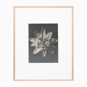 Photogravure Karl Blossfeldt, Fleur, Noir & Blanc, 1942, Encadrée