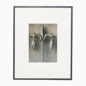 Karl Blossfeldt, Flower, Black & White Photogravure, 1942, Framed