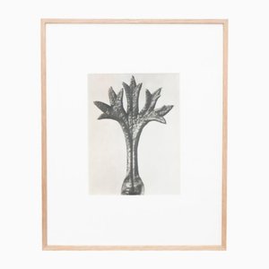 Karl Blossfeldt, Flower, Black & White Photogravure, 1942, Gerahmt