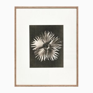 Photogravure Karl Blossfeldt, Fleur, Noir & Blanc, 1942, Encadrée