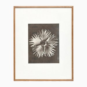 Karl Blossfeldt, Flower, Black & White Photogravure, 1942, Gerahmt