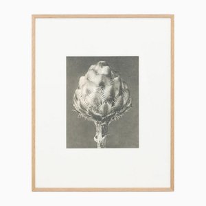 Karl Blossfeldt, Flower, Black & White Photogravure, 1942, Framed