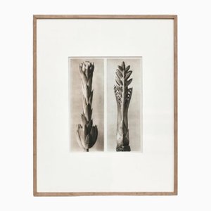 Karl Blossfeldt, Flower, Black & White Photogravure, 1942, Framed