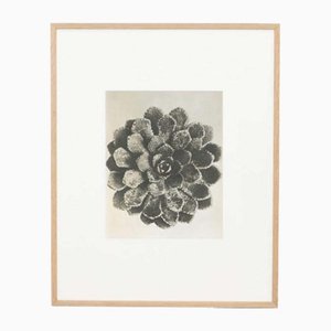 Photogravure Karl Blossfeldt, Fleur, Noir & Blanc, 1942, Encadrée