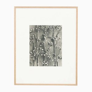 Karl Blossfeldt, Flower, Black & White Photogravure, 1942, Framed