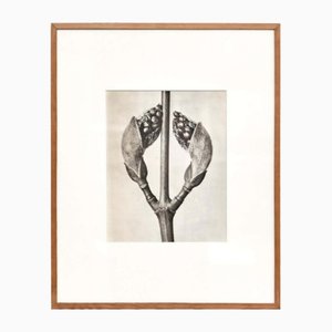Karl Blossfeldt, Flower, Black & White Photogravure, 1942, Framed