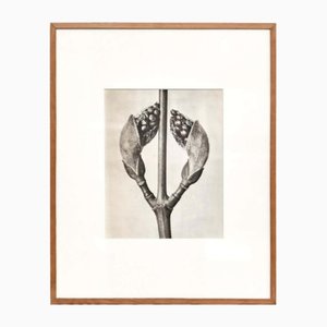 Photogravure Karl Blossfeldt, Fleur, Noir & Blanc, 1942, Encadrée