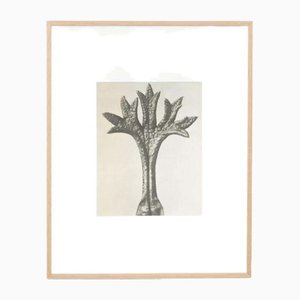 Karl Blossfeldt, Flower, Black & White Photogravure, 1942, Gerahmt