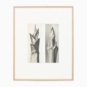 Karl Blossfeldt, Flower, Black & White Photogravure, 1942, Framed