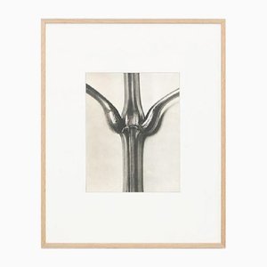 Karl Blossfeldt, Flower, Black & White Photogravure, 1942, Framed