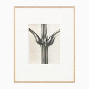 Photogravure Karl Blossfeldt, Fleur, Noir & Blanc, 1942, Encadrée