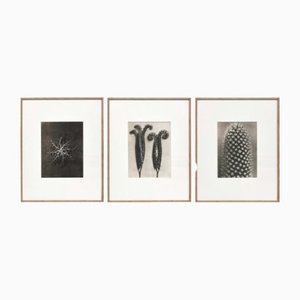 Karl Blossfeldt, Flowers, Black & White Photogravures, 1942, Framed, Set of 3