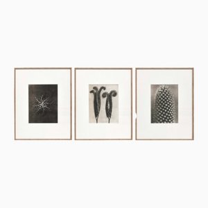 Photogravures Karl Blossfeldt, Fleurs, Noir & Blanc, 1942, Encadrée, Set de 3