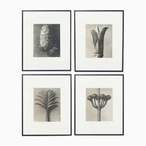 Fotograbados en blanco y negro de flores, Karl Blossfeldt, 1942. Juego de 4