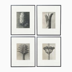 Fotoincisioni floreali in bianco e nero di Karl Blossfeldt, 1942, con cornice, set di 4