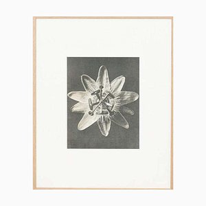 Karl Blossfeldt, Fotografía de flores en blanco y negro, 1942, Huecograbado