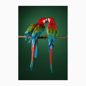 Tim Platt, Macaw #2, Photographic Fine Art Print, 2013