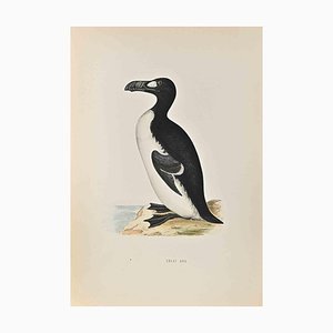 Alexander Francis Lydon, Grand Pingouin, Gravure sur Bois, 1870