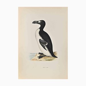 Alexander Francis Lydon, Great Auk, Woodcut Print, 1870