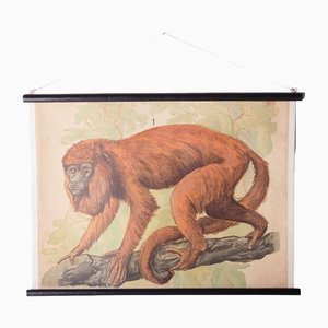 Poster scolastico raffigurante una scimmia dai capelli rossi, anni '10
