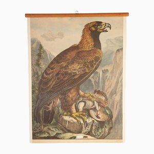School Poster Depicting Eagle, 1900s
