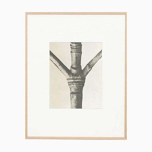 Karl Blossfeldt, Flower, 1942, Photogravure, Framed