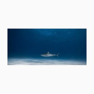 Impresión de bellas artes de Olivier Borde, Tiger Sharks, 2016