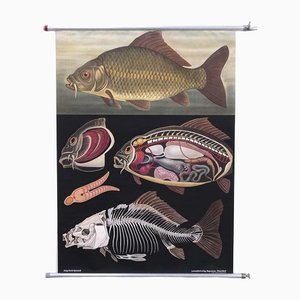Carp Poster or Chart by Jung Koch Quentell