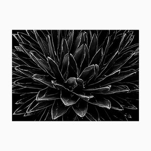 Impresión fotográfica de Ian Sanderson, Cactus, en blanco y negro, 1989