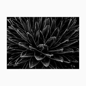 Tirage d'Art Photographique Ian Sanderson, Cactus, Noir et Blanc, 1989