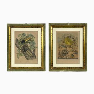 Emil Hochdanz, Flora und Fauna, Lithographien, 19. Jahrhundert, gerahmt, 2er Set