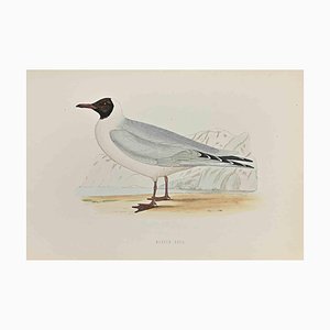 Xilografía de Alexander Francis Lydon, Gaviota enmascarada, 1870