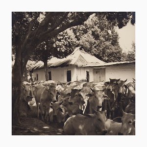 Hanna Seidel, Colombian Cows, Black and White Photograph, 1960s