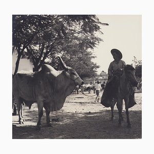 Fotografía en blanco y negro de Hanna Seidel, toro cebú colombiano, años 60