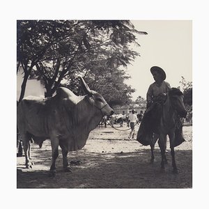 Hanna Seidel, Colombian Zebu Bull, Black and White Photograph, 1960s