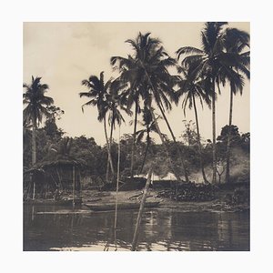 Hanna Seidel, Colombian Palm Trees, Black and White Photograph, 1960s