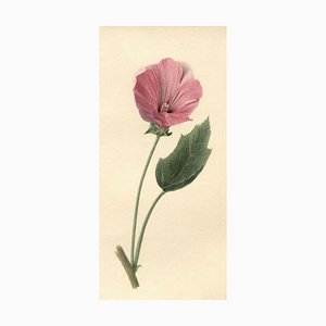 S. Twopenny, Pink Rose Mallow Flower, 1831, Watercolour