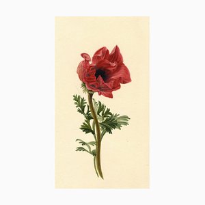 S. Twopenny, Rote Mohnblume, 1831, Aquarell