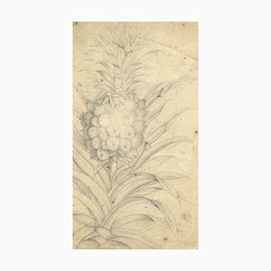 Pineapple Plant Study, 18th Century, Graphite Drawing