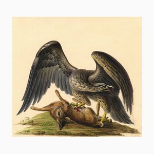 Steinadler, der einen Hasen angreift, frühes 19. Jahrhundert, Aquarell