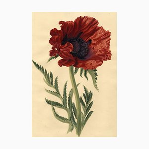 S. Twopenny, Giant Papaver Oriental Poppy Flower, 1830s, Watercolour Wood & Paper