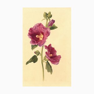 S. Twopenny, Rosa Stockrose Blume, 1840, Aquarell