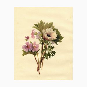 S. Twopenny, Pink Campion & Anemone Flower, 1832, Acuarela original