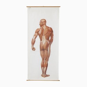 Grande Affiche Murale Anatomique de Deutsche Hygiene Museum, Dresden, 1992